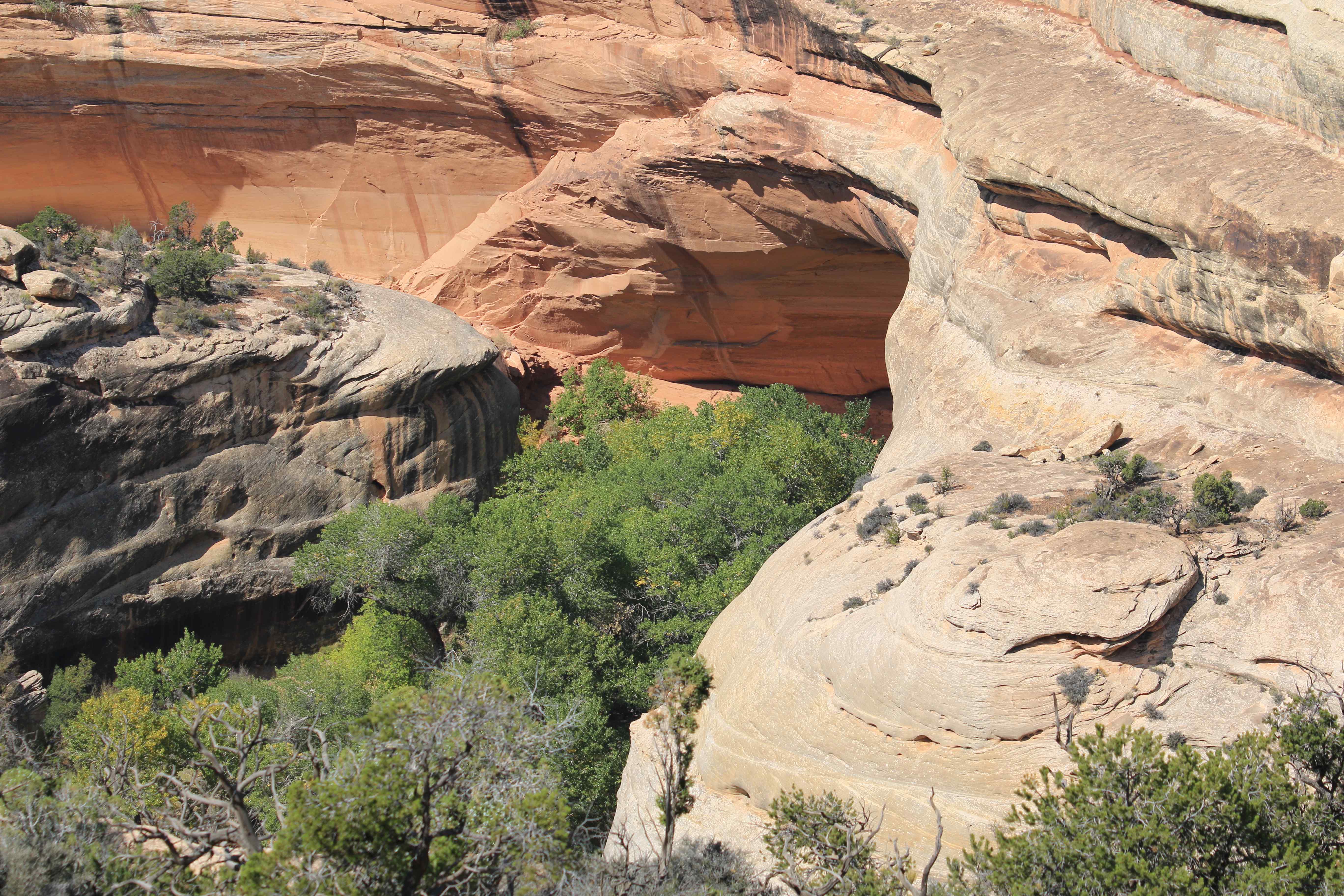 Natural Bridges NM